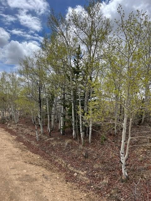 530 Gitche Goone Lane Como, CO 80432 - Photo 11 of 15 a view of a forest with trees in the background