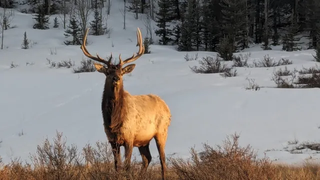 a view of potted plants and large tree