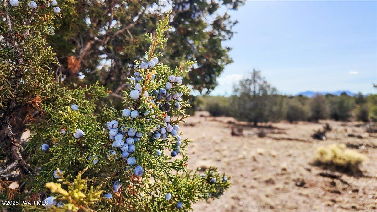 7301 West Rambling Road Prescott, AZ 86305 - Photo 32 of 33 Juniper Tree