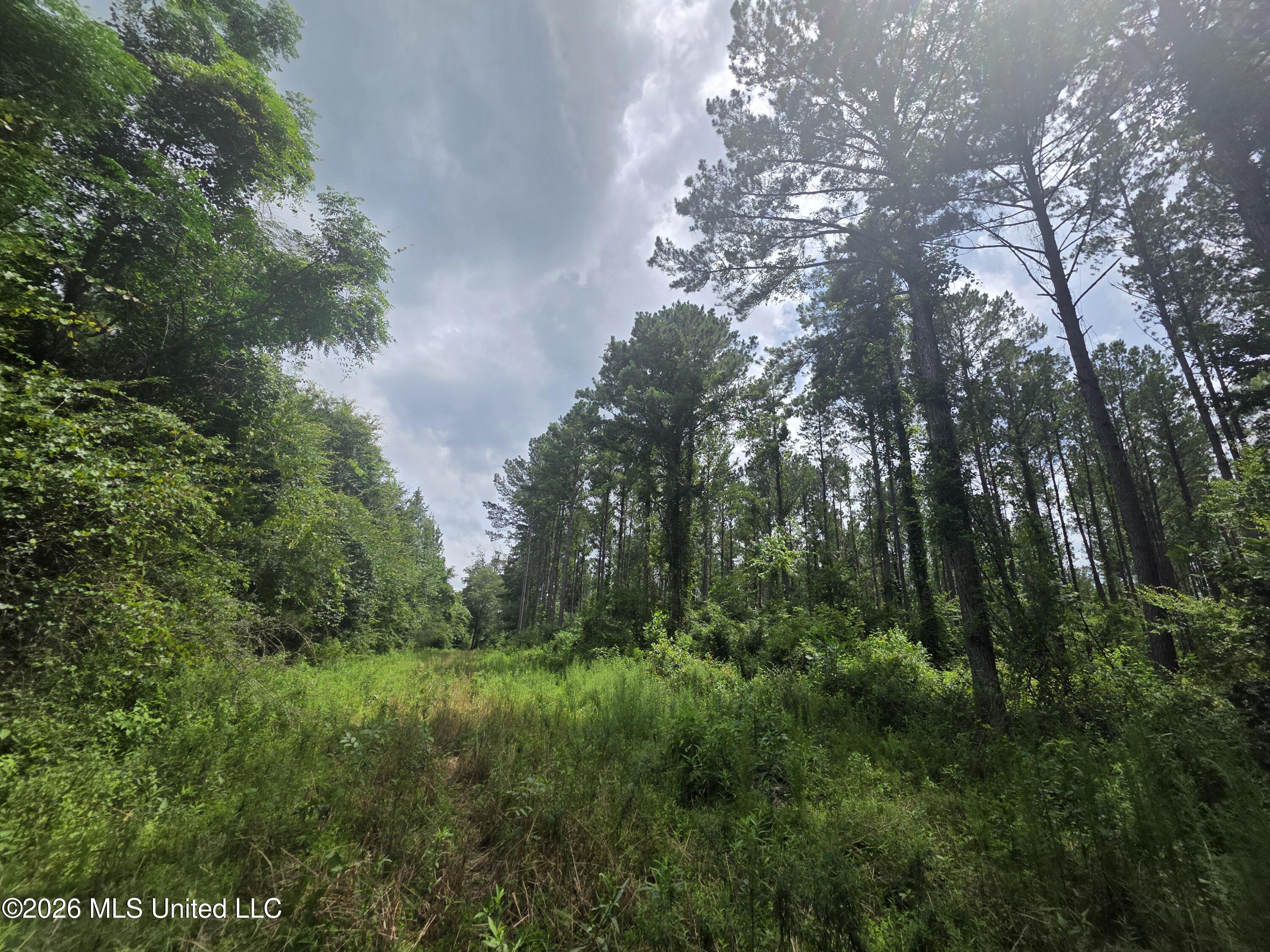 244 Foster Road Sontag, MS 39665 - Photo 72 of 105 35653