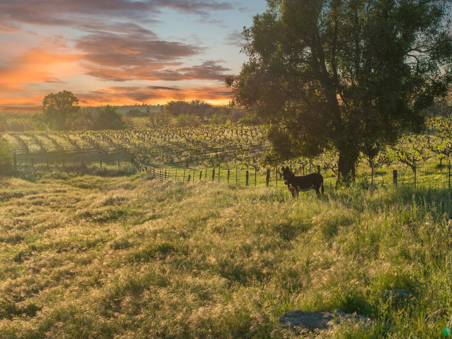 20865 Shenandoah School Road Plymouth, CA 95669 - Photo 61 of 69