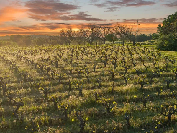 $1,900,000 | 20865 Shenandoah School Road, Plymouth, CA 95669