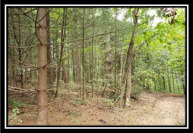 0 Pedigo Ridge Road, Unit TRACT 2) New Marshfield, OH 45766 - Photo 27 of 77 image027
