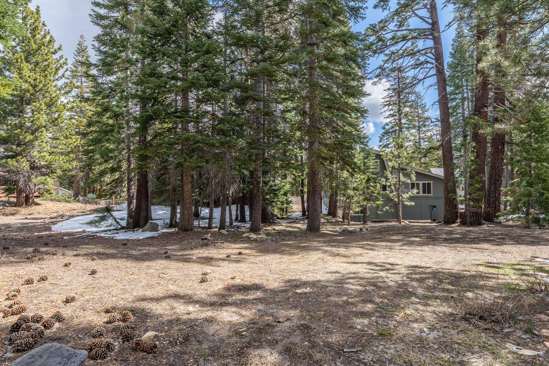 139 Ridgecrest Drive Mammoth Lakes, CA 93546 - Photo 65 of 65 Expansive wooded property featuring numerous mature evergreen trees