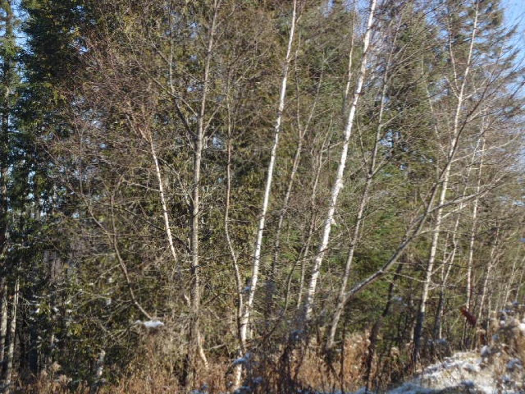 39 Rusty's Road Stewartstown, NH 03576 - Photo 2 of 3