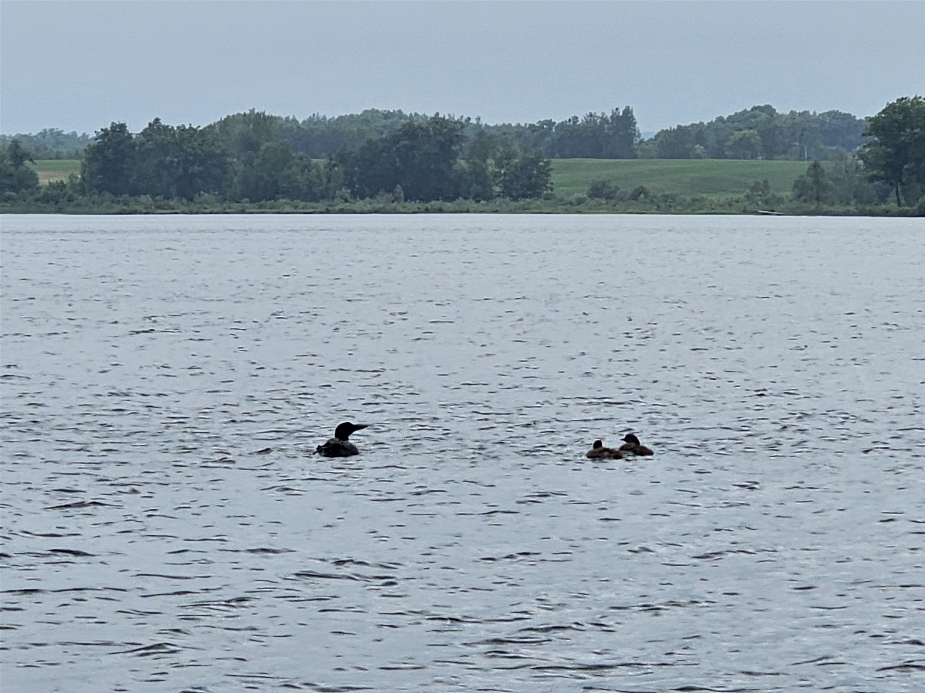0 Barber Road Hale, MI 48739 - Photo 6 of 6