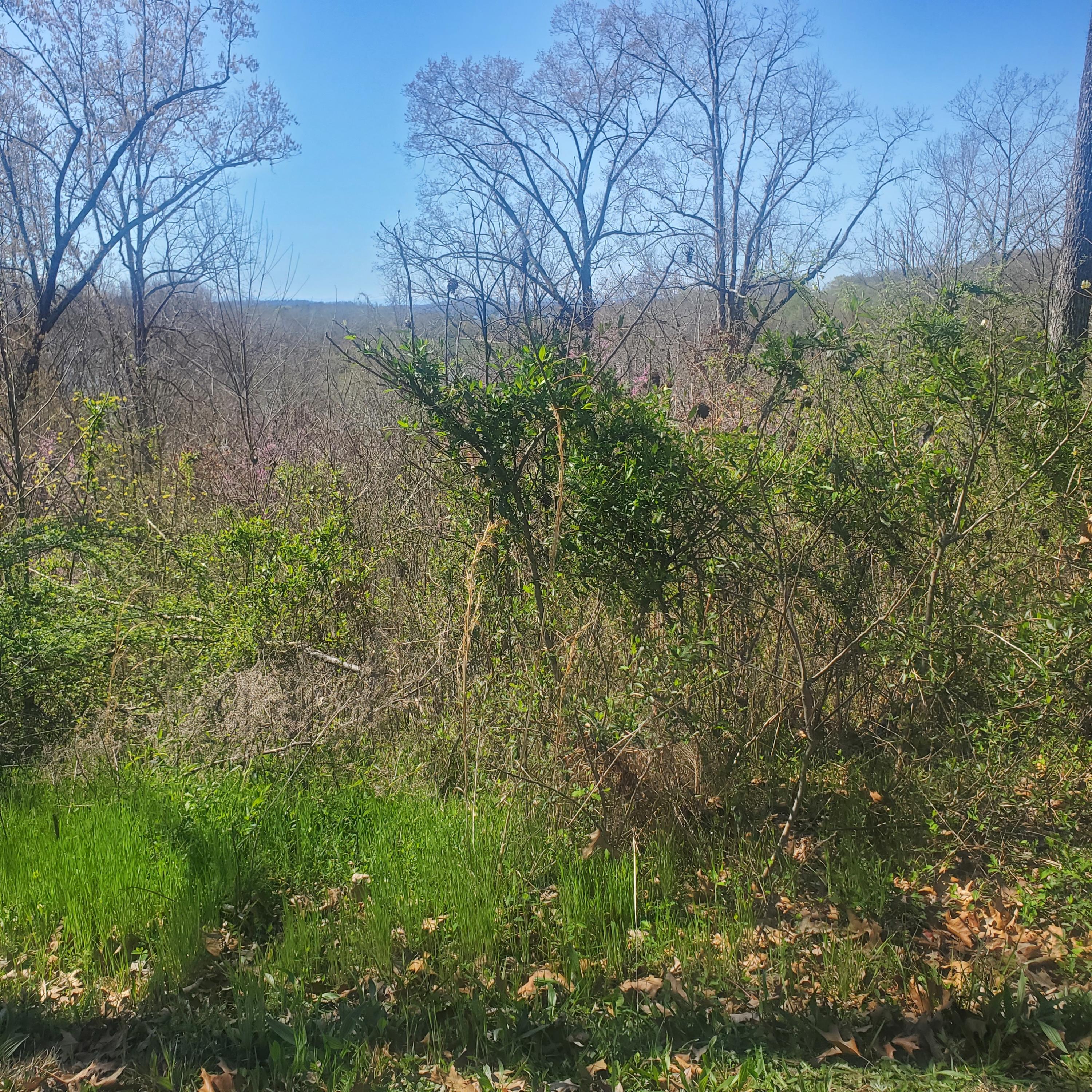 Lot 24 Aidans Trail, Unit 24 Rutledge, TN 37861 - Photo 11 of 22 11