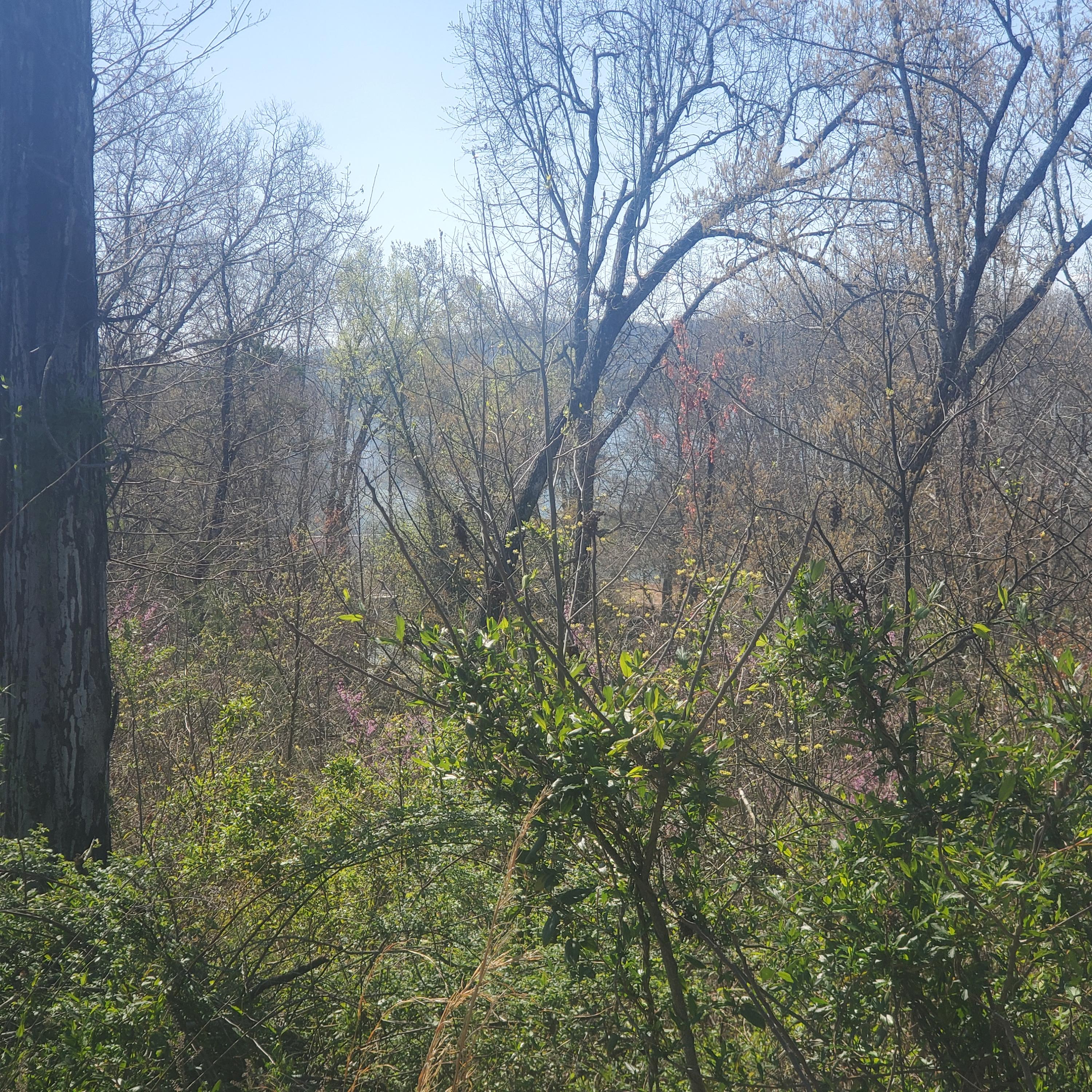Lot 24 Aidans Trail, Unit 24 Rutledge, TN 37861 - Photo 4 of 22 4