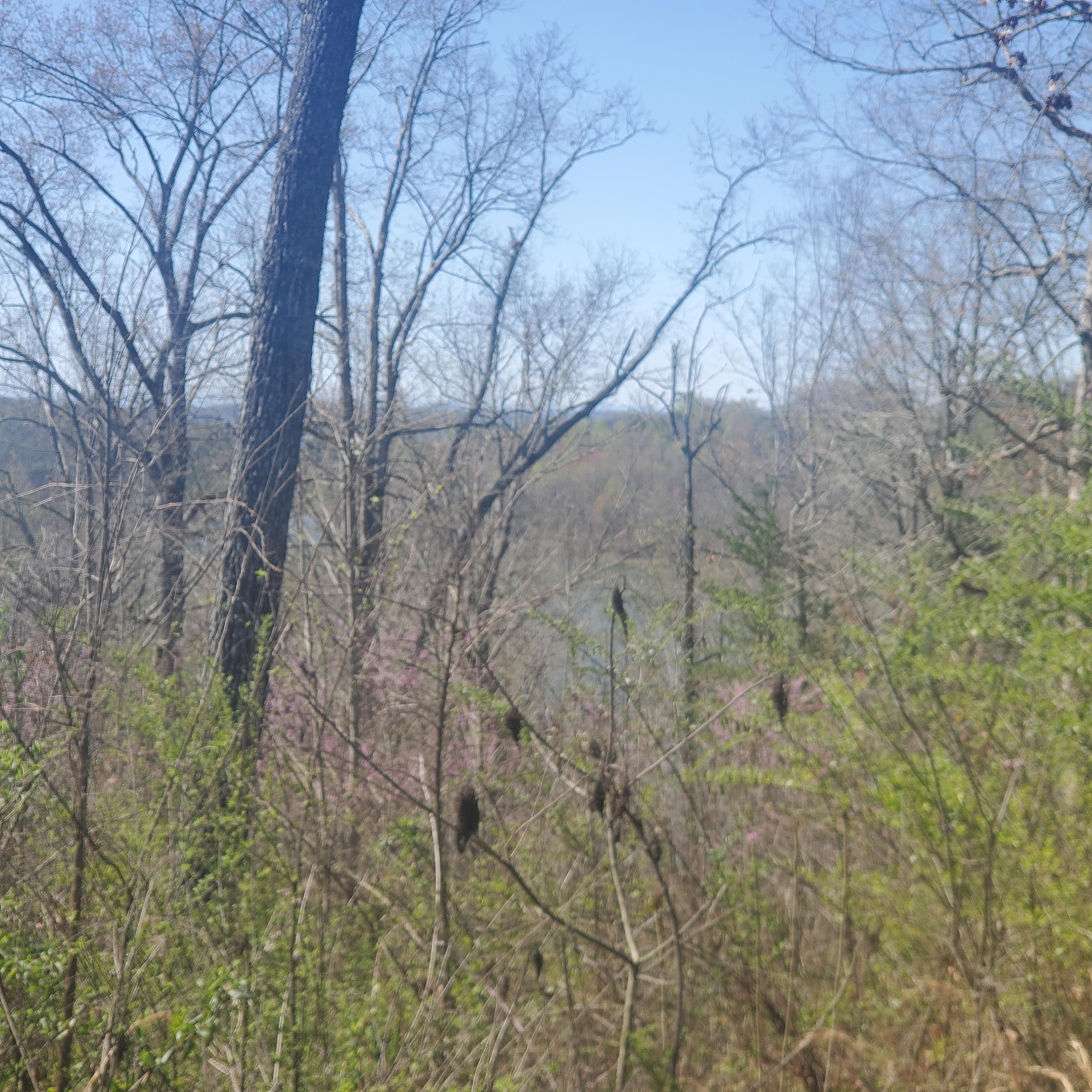 Lot 24 Aidans Trail, Unit 24 Rutledge, TN 37861 - Photo 5 of 22 5