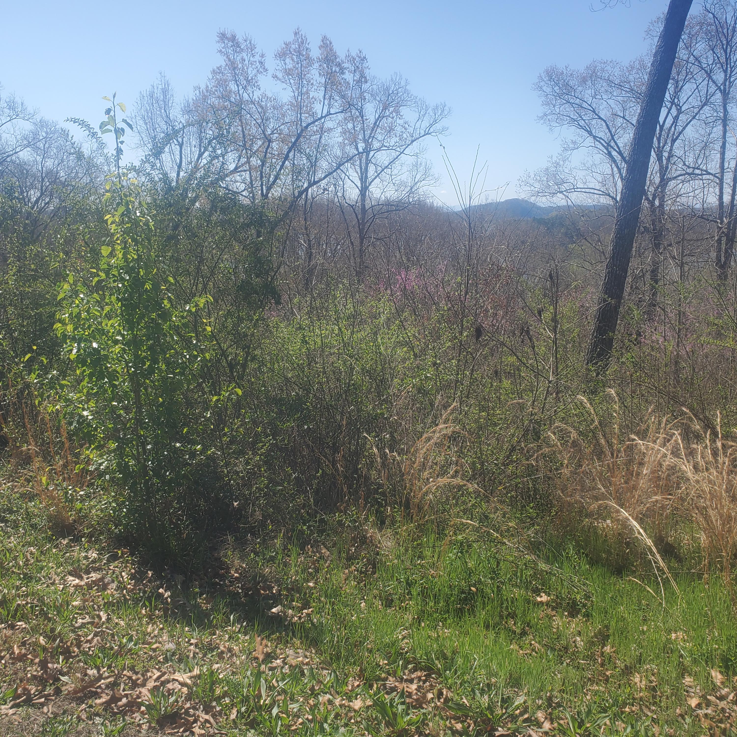 Lot 24 Aidans Trail, Unit 24 Rutledge, TN 37861 - Photo 10 of 22 10