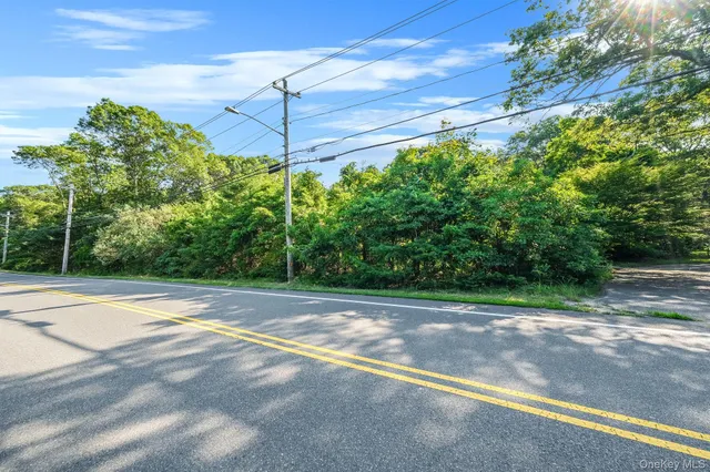 a view of a garden with plants and large trees