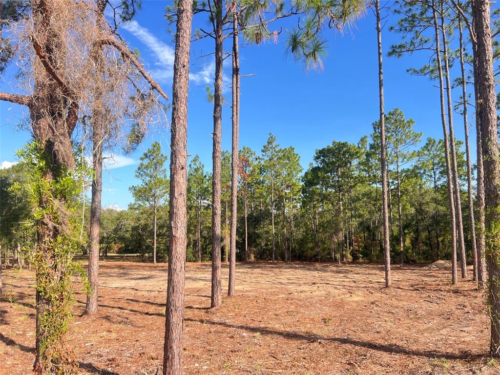 Levy Street Williston, FL 32696 - Photo 7 of 26