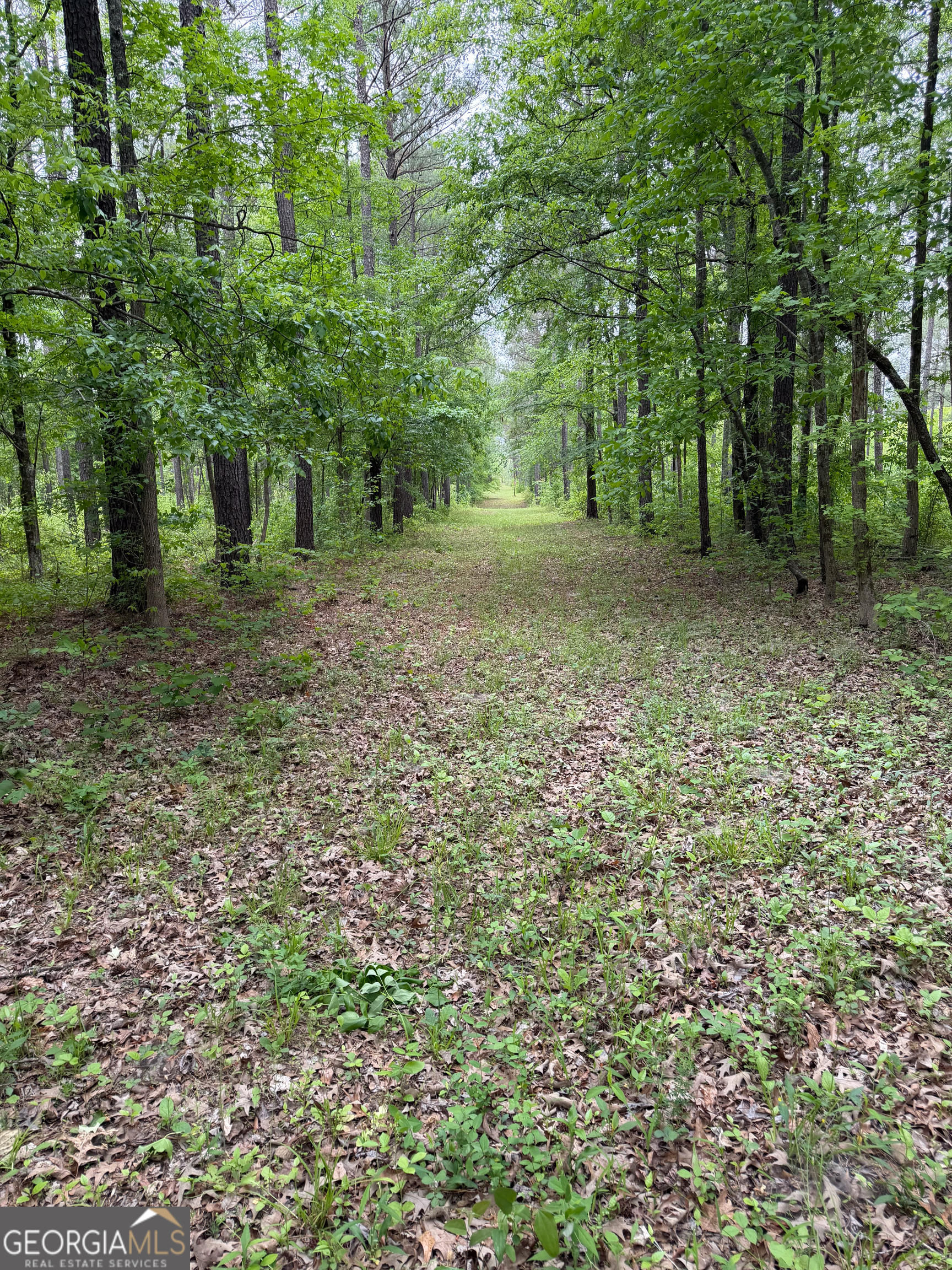 3385 Highway 83 Monticello, GA 31064 - Photo 12 of 47 a view of a large yard with lots of green space