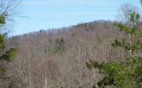Big Creek Blue Ridge, GA 30513 - Photo 1 of 1 a view of a dry yard with trees in the background