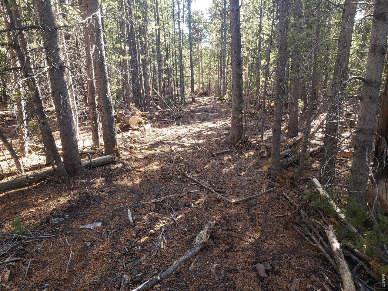 0 Forest Service 169 Road Red Feather Lakes, CO 80545 - Photo 4 of 6 Driveway to the property is roughed in and will be improved by the Seller