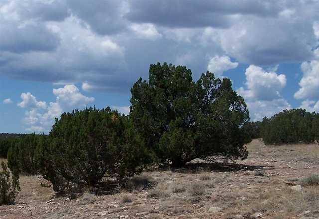 12 T14n R16e: S2 Ne4 Se4 Se4 Heber, AZ 85928 - Photo 1 of 4
