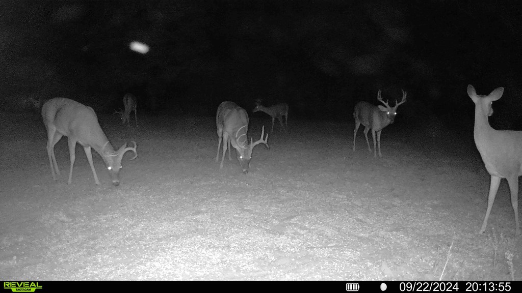 62/ Cty Road Coleman, GA 39836 - Photo 6 of 58