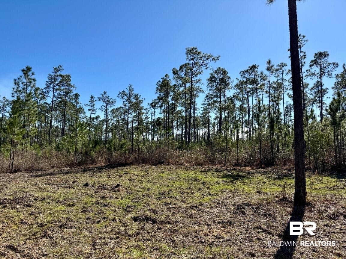 White Road Bay Minette, AL 36507 - Photo 20 of 32 View of nature