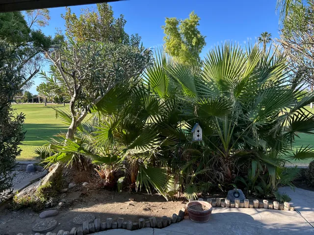 a view of a yard with plants