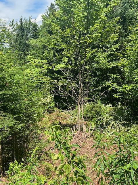 11 Mill Brook Road Sandy River Plt, ME 04970 - Photo 10 of 16 building site clearing