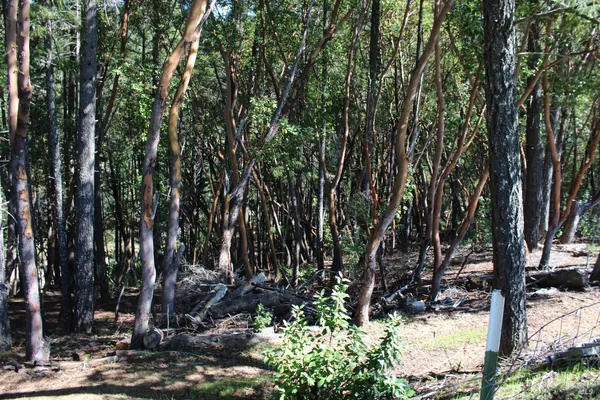 a view of a yard with large trees
