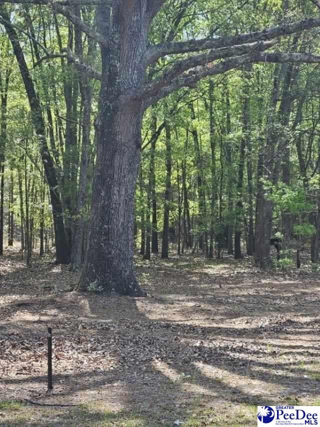 6102 Berry Road Blenheim, SC 29516 - Photo 19 of 21 Gallery Image 19