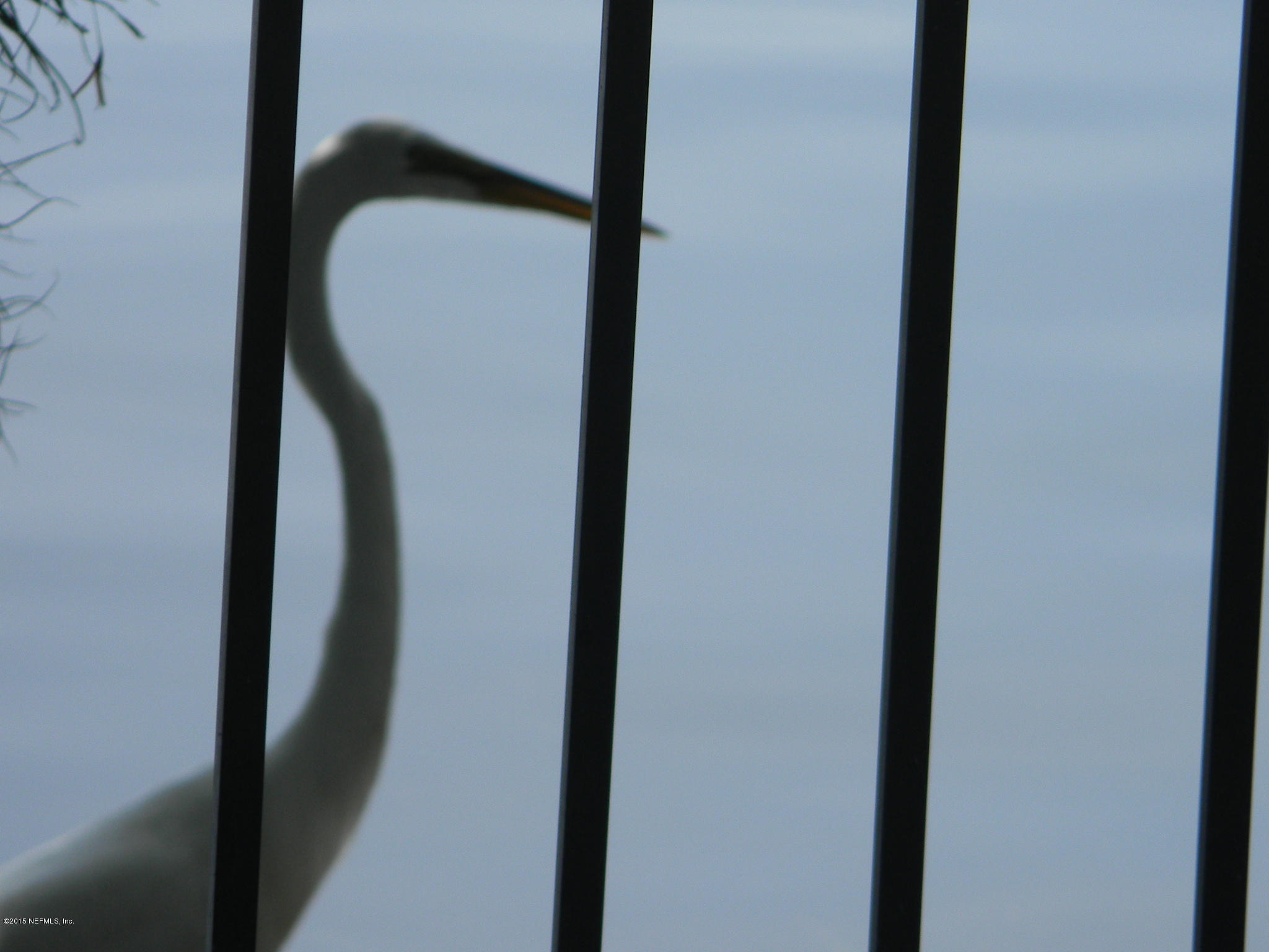 8550 Touchton Road, Unit 616 Jacksonville, FL 32216 - Photo 77 of 77 COMMON SIGHT OF BEAUTY IN THE COMMUNITY