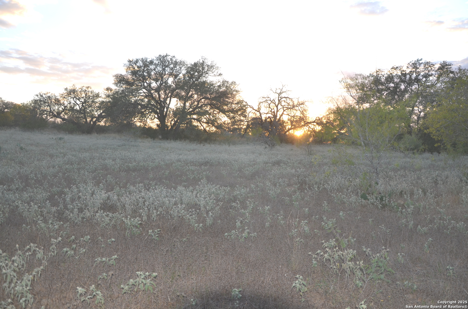 1219 County Road 761 Devine, TX 78016 - Photo 26 of 31 a view of a yard with a tree