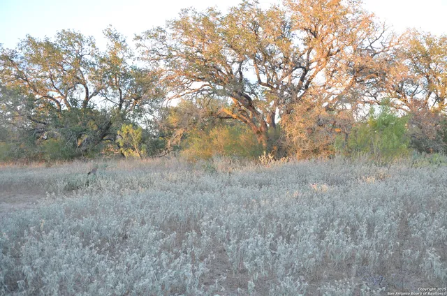 a view of a dry yard with trees