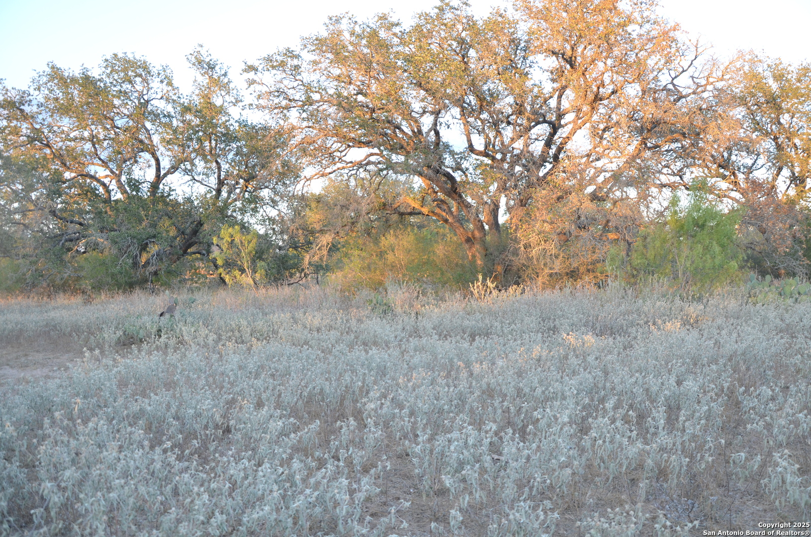1219 County Road 761 Devine, TX 78016 - Photo 28 of 31 a view of a dry yard with trees