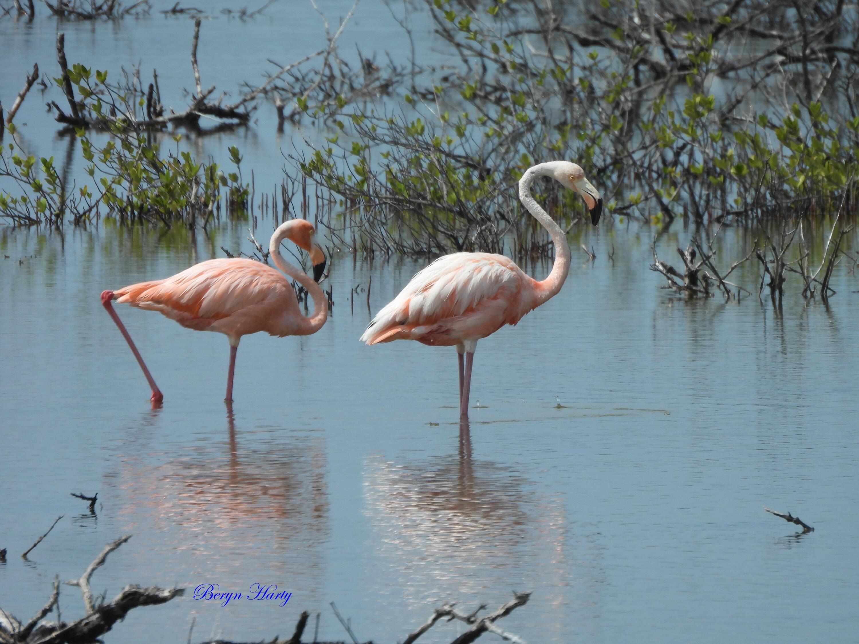 823 Indies Road Summerland Key, FL 33042 - Photo 13 of 48 a vase of flowers sitting on a table