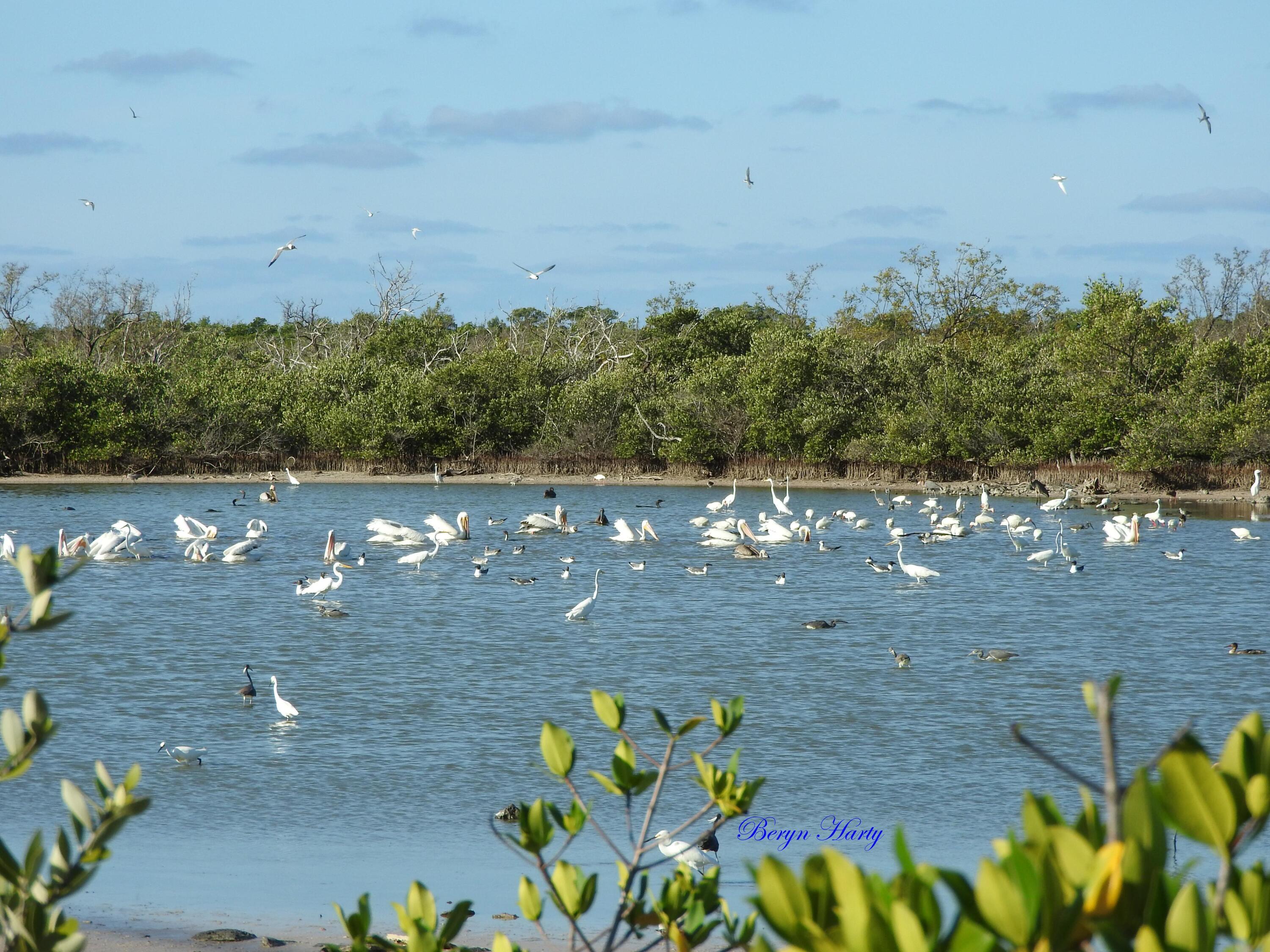 823 Indies Road Summerland Key, FL 33042 - Photo 14 of 48 a view of a yard with an outdoor space