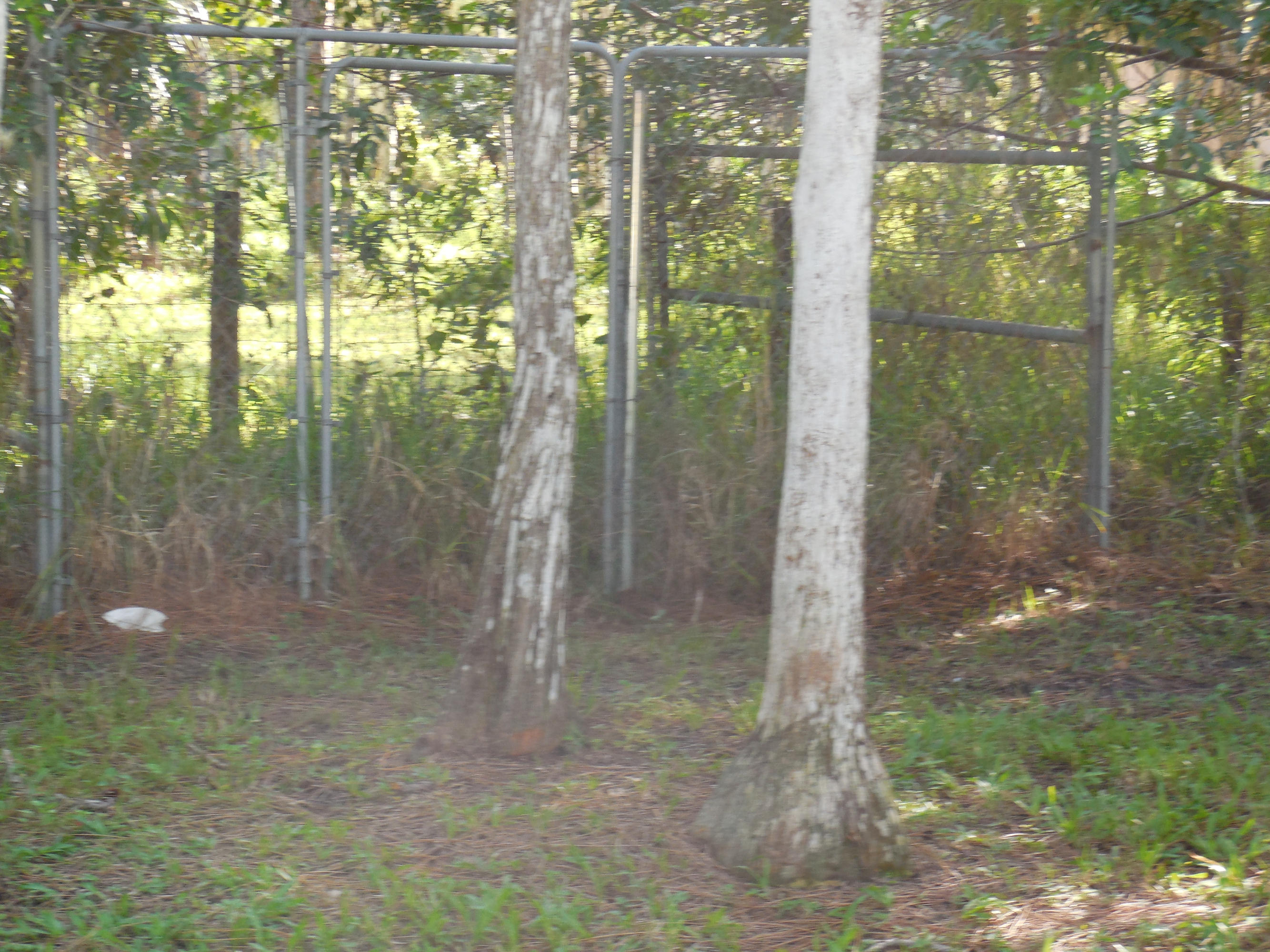 17338 31st Road North Loxahatchee, FL 33470 - Photo 38 of 38 cage on rear of property