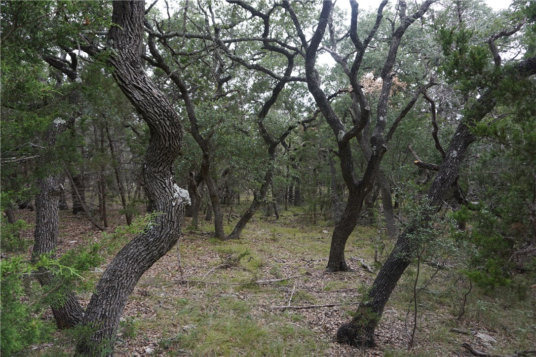 a view of outdoor space and trees