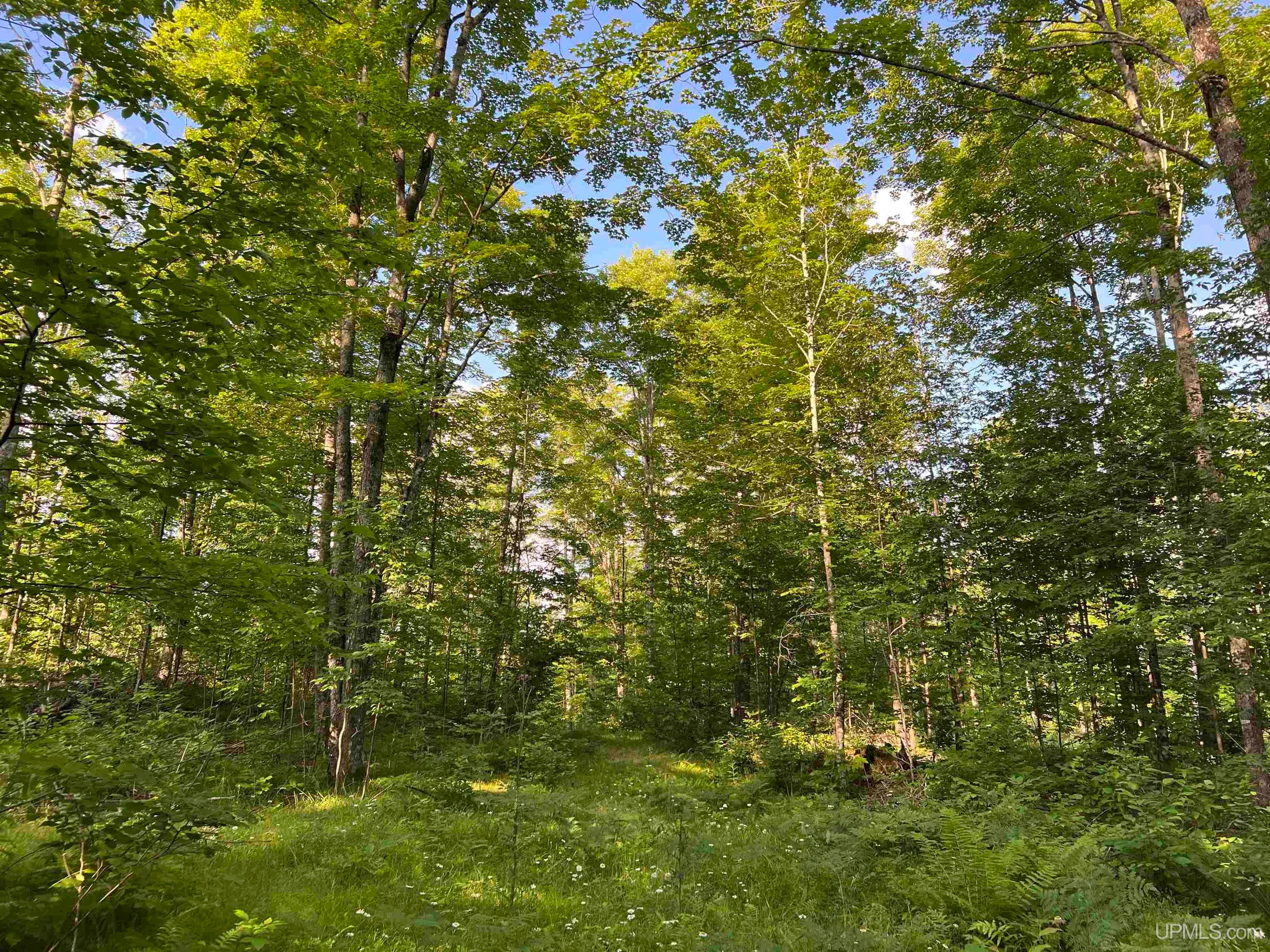 Tbd Kuivila Road Ironwood, MI 49938 - Photo 55 of 57 Gallery Image 55