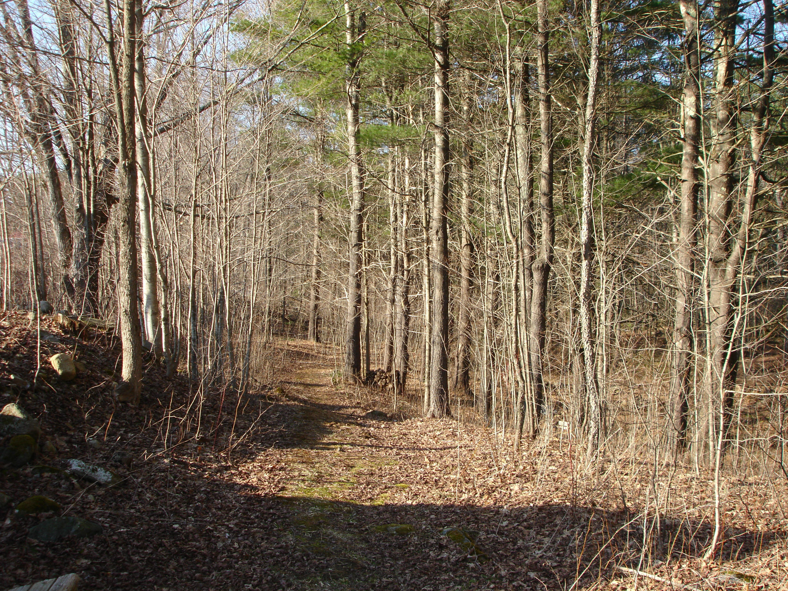 358 North Main Road Otis, MA 01253 - Photo 11 of 18 a view of outdoor space and yard