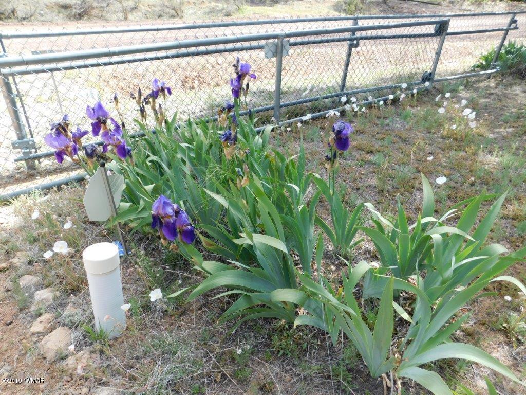 2136 Cottontail Road Overgaard, AZ 85933 - Photo 17 of 23 a view of a flower in a yard