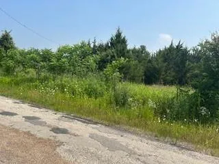 a view of a yard with plants and a palm tree