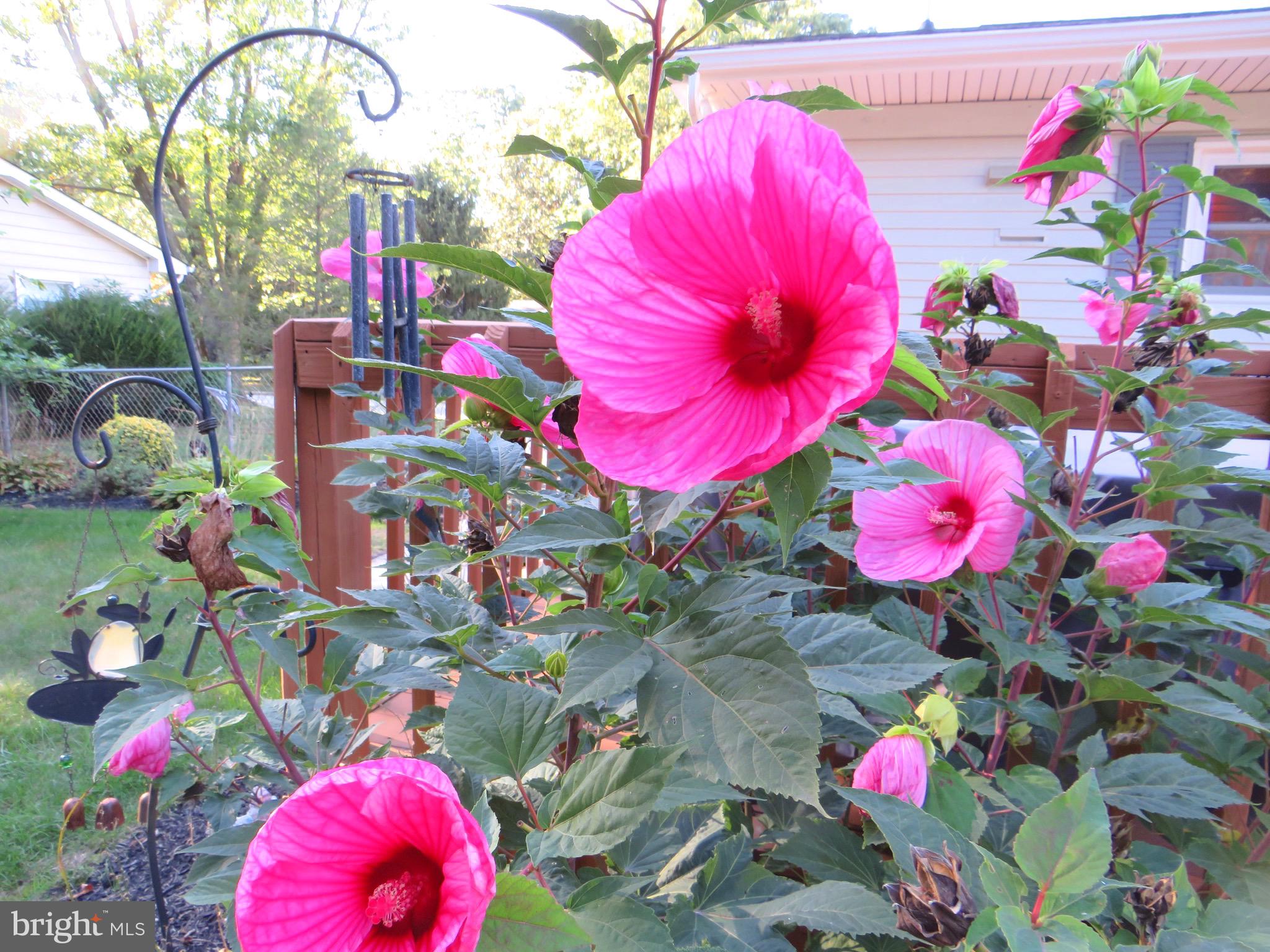 104 Prospect Road Sicklerville, NJ 08081 - Photo 22 of 23 Beautiful annual landscaping