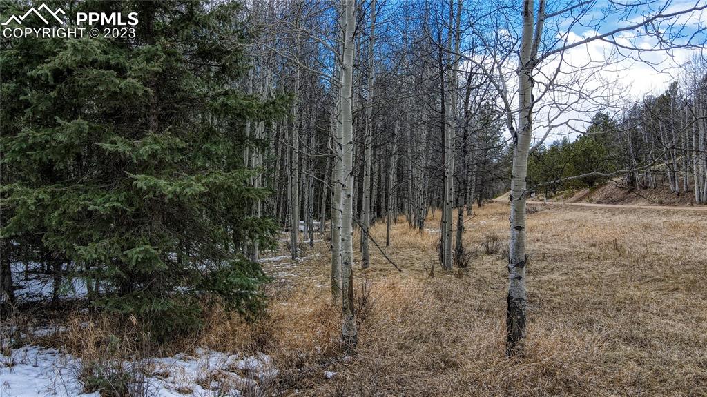 662 Spring Valley Lane Florissant, CO 80816 - Photo 1 of 25 a view of a forest filled with trees