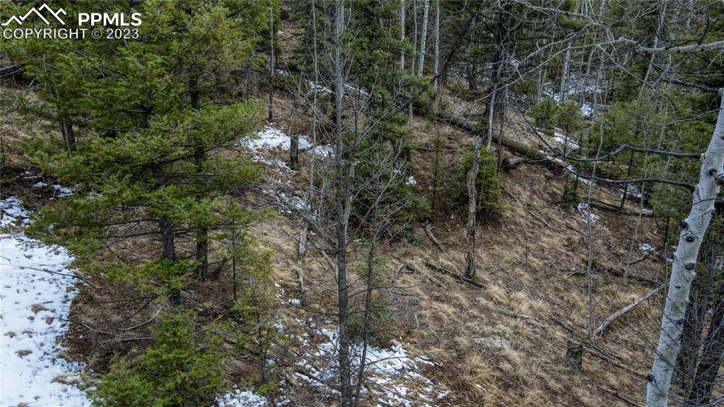 662 Spring Valley Lane Florissant, CO 80816 - Photo 11 of 25 a view of a tree in a forest