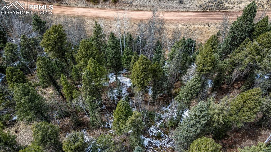 662 Spring Valley Lane Florissant, CO 80816 - Photo 16 of 25 a view of a yard with large trees