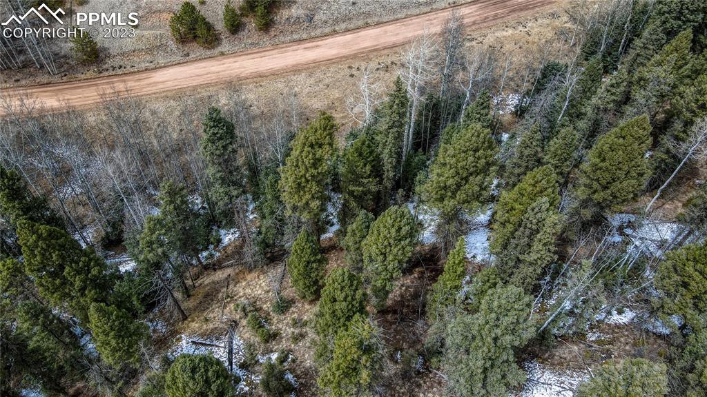 662 Spring Valley Lane Florissant, CO 80816 - Photo 17 of 25 a view of a forest with a street