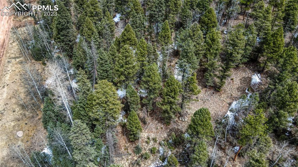 662 Spring Valley Lane Florissant, CO 80816 - Photo 18 of 25 a view of a forest with a tree