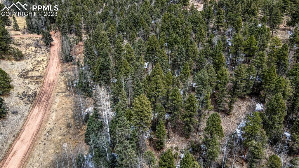 662 Spring Valley Lane Florissant, CO 80816 - Photo 19 of 25 a view of a yard with a tree