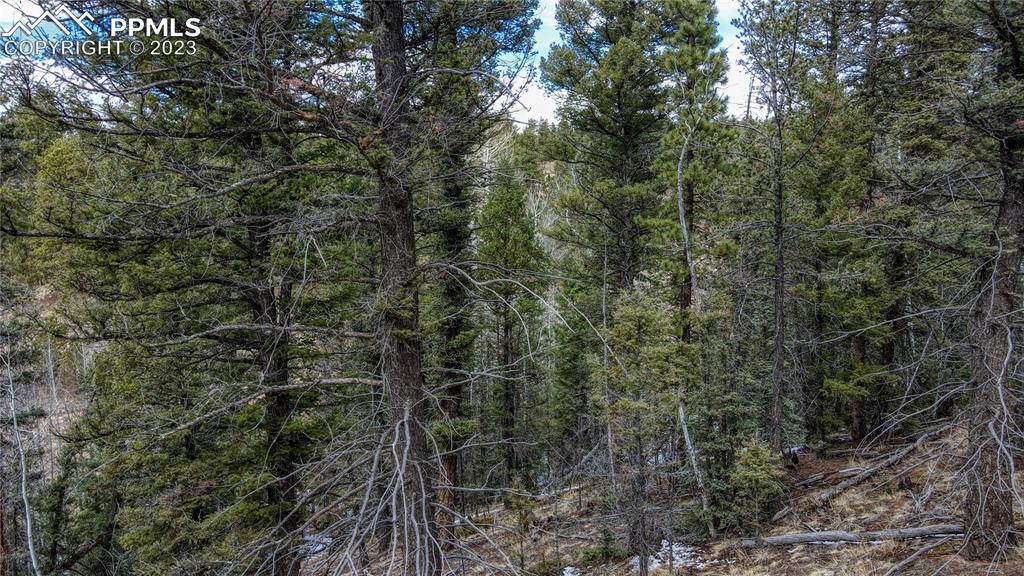 662 Spring Valley Lane Florissant, CO 80816 - Photo 20 of 25 a view of a forest with trees and bushes