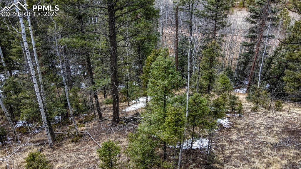 662 Spring Valley Lane Florissant, CO 80816 - Photo 21 of 25 a view of a forest with trees