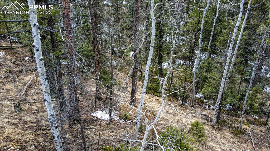 662 Spring Valley Lane Florissant, CO 80816 - Photo 22 of 25 a view of an outdoor space with a tree