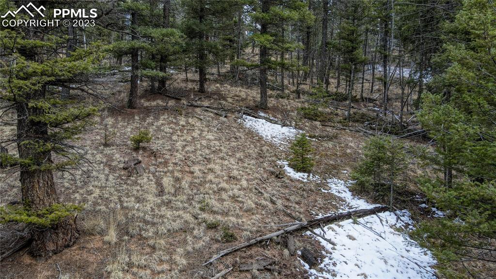 662 Spring Valley Lane Florissant, CO 80816 - Photo 23 of 25 a view of a yard with plants and large trees