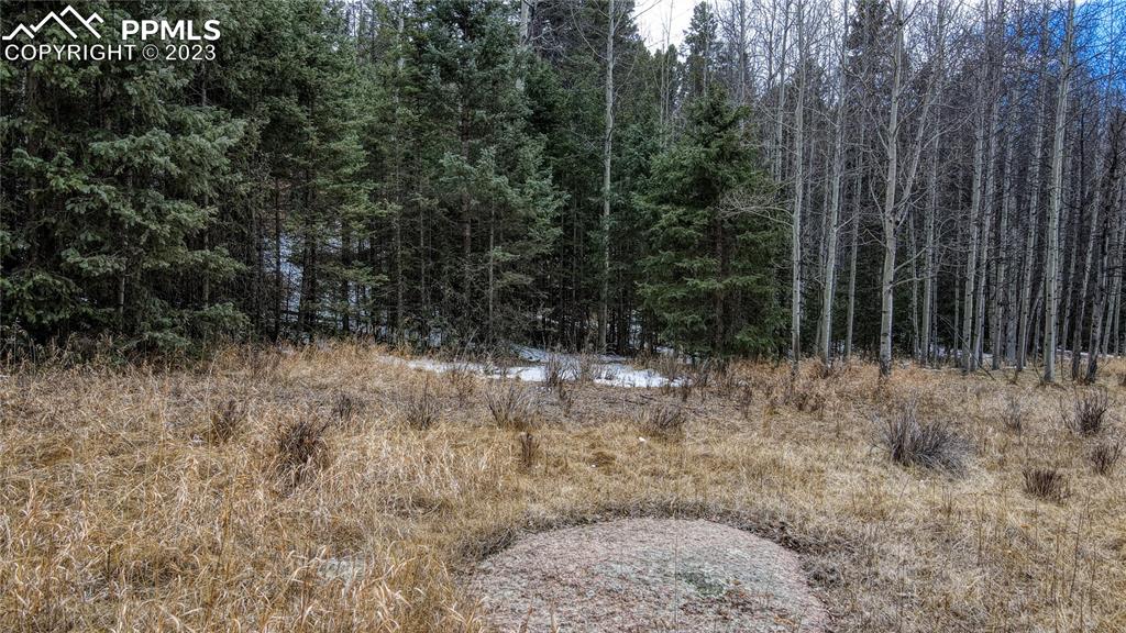 662 Spring Valley Lane Florissant, CO 80816 - Photo 4 of 25 a view of backyard with trees